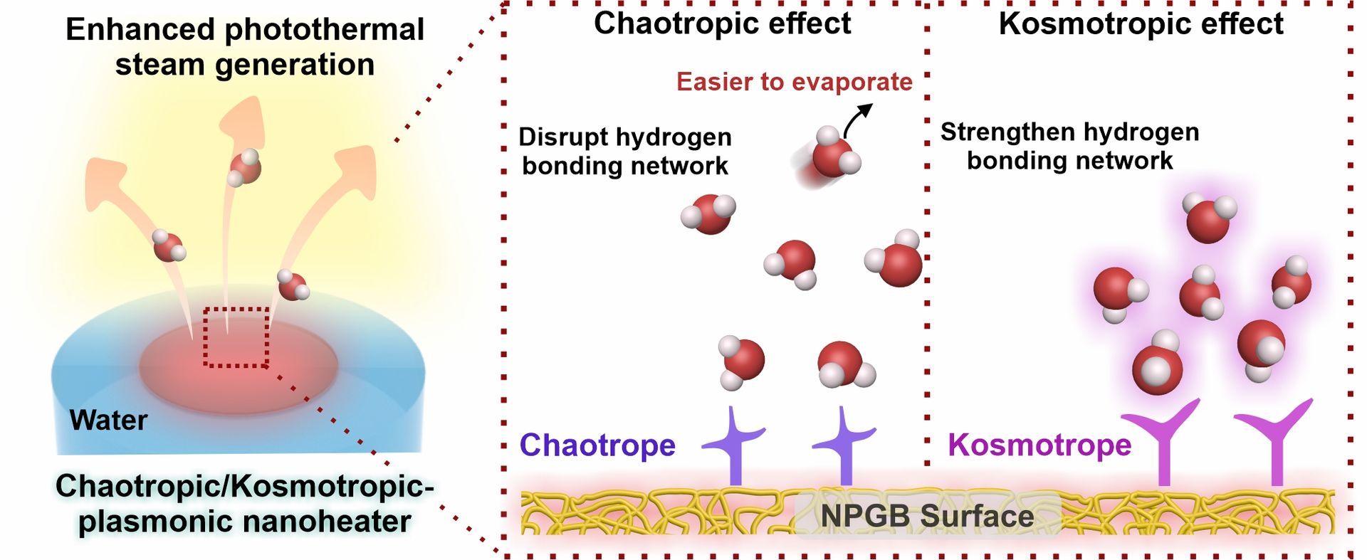 Chaotropic and kosmotropic surface groups alter water organization and evaporation